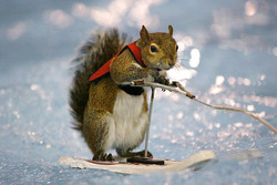 water-skiing-squirrel.jpg