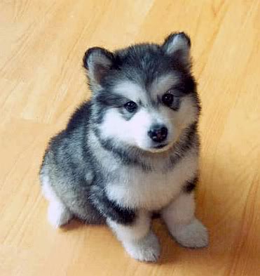 Husky Puppy