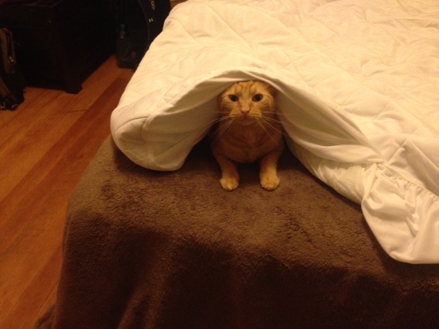 Oliver hiding under a blanket where you least expect him