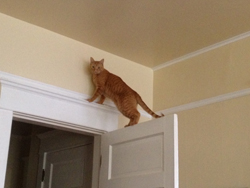 Oliver on top of a door