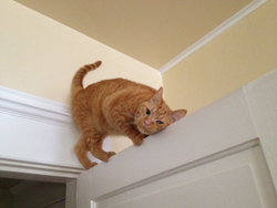 Oliver still on top of a door