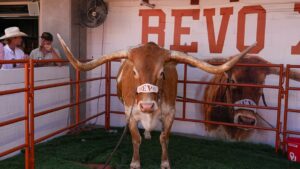 Texas Longhorns’ Beloved Mascot Bevo Unable to Attend SEC Championship