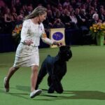 Monty the Giant Schnauzer Crowned Best in Show at the 149th Westminster Dog Show