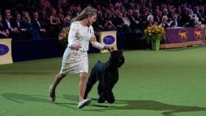 Monty the Giant Schnauzer Crowned Best in Show at the 149th Westminster Dog Show