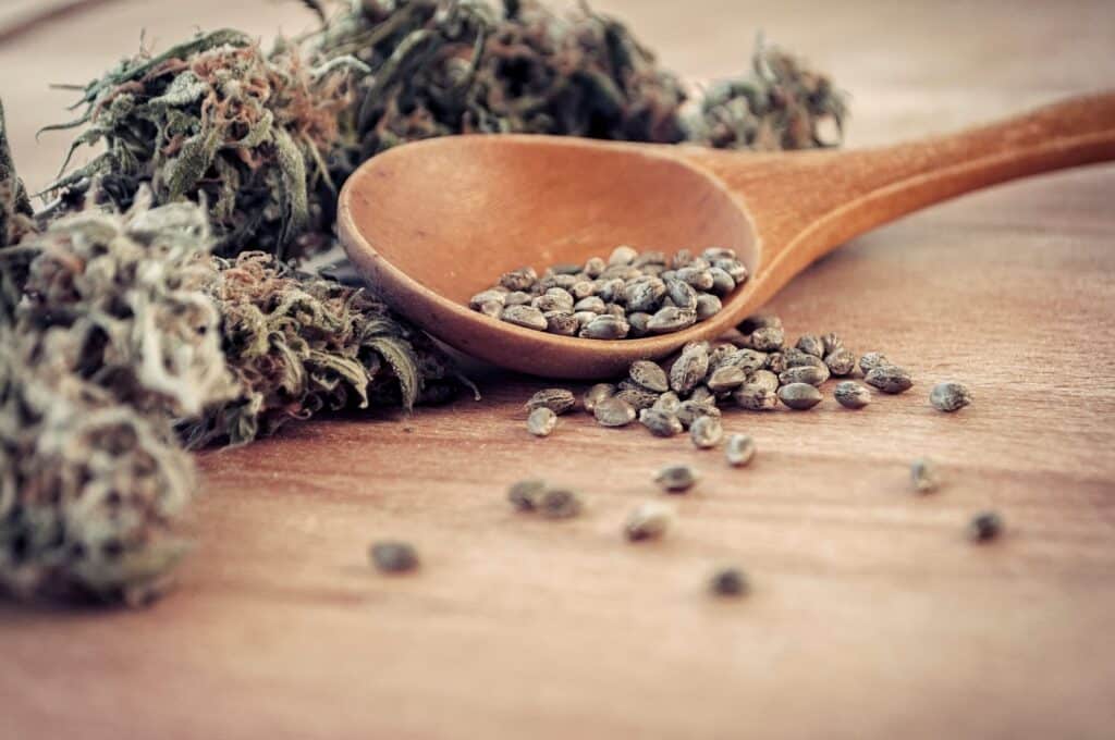Cannabis Samen_Ganjafarmer.de